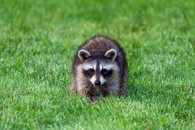 An adolescent raccoon snarls as the photographer while on the  green grass of a suburban backyard. clipart