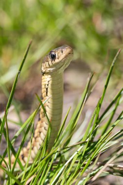 Yılan sürünerek ilerlerken, çimlerden çıkıp doğrudan fotoğrafçıya bakar..