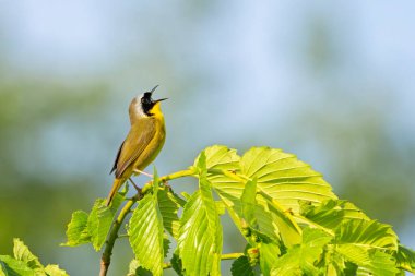 While perched on a tree with its beak wide open, a common yellowthroat warbler sings to its hearts content . Background of soft focus green trees and blue sky. clipart