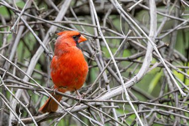 Bir kardinal bütün sarmaşıkları açtı..