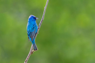 Çayırın yumuşak yeşil arka planının aksine çivit mavisi bir kiraz çiçeğinin parlaklığı.