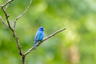 Bir dalın üzerinde tünemiş çivit mavisi bir kiraz çiçeğinin parlak renkleri. Arka plan bir ormanın yumuşak yeşil rengidir..