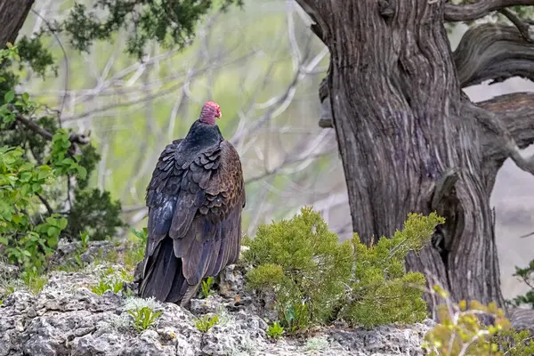 stock image A turkey vulture sitting on top of a cliff. The buzzard, photographed from behind, looks over the hilltop deciding if it should take flight.