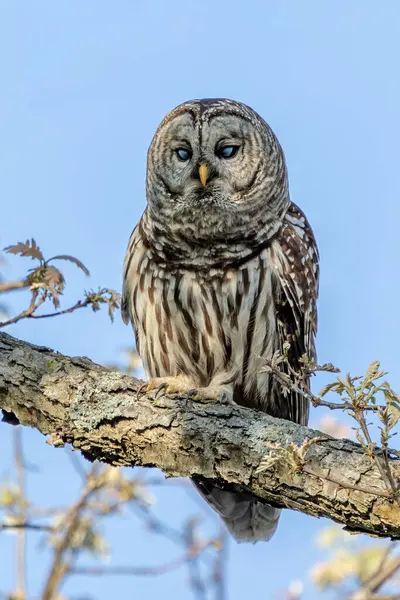 stock image A Barred Owl Perch on a Branch with a blue sky background. The owl blinks its eys showing off off its nictitating membrane giving  a spooky appearance.
