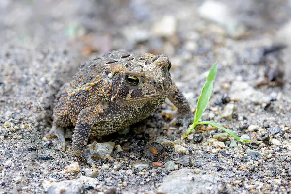 stock image An american toad blends into a limestone gravel path. The toad, with all of its warts, sits still behind a single blade of grass.