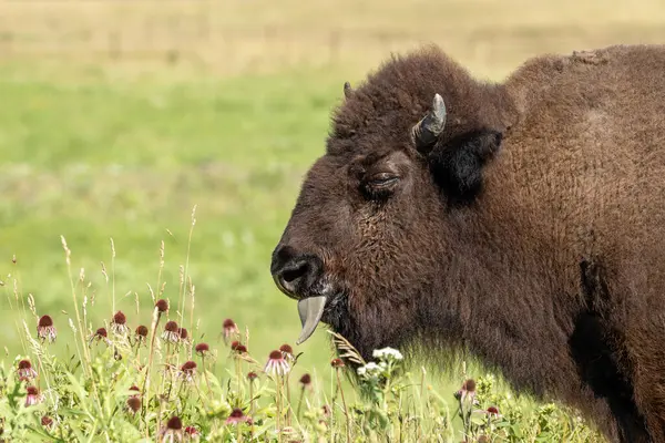 stock image A bison licks a purple conerflower with its tongue.  Wildflowers and green fields fill the background.