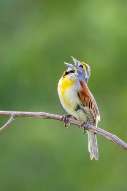 Gagası sonuna kadar açık bir ağaç dalına tünemiş bir sik kafalı, gönlüne göre şarkı söyler. Odaklanamayan yumuşak yeşil ağaçların arkaplanı..
