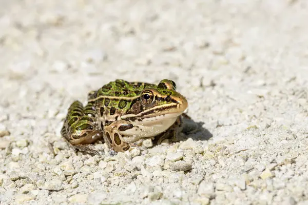 stock image A northern leopard frog sits still on a limestone path. Its big bulging eyes stand out against its iridescent smooth green skin and brown spots.