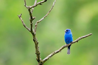 Bir dalın üzerinde tünemiş çivit mavisi bir kiraz çiçeğinin parlak renkleri. Arka plan bir ormanın yumuşak yeşil rengidir..