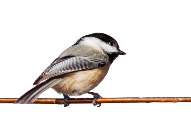 A chickadee on a branch perched back to front. White background clipart