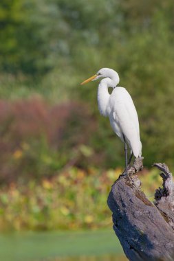 A great white egret overlooks an autumn colored bay while standing on a fallen tree stump. clipart