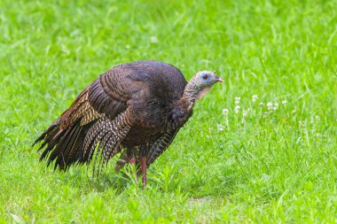 A profile of an adult turkey cautiously standing in a field of green grass. clipart