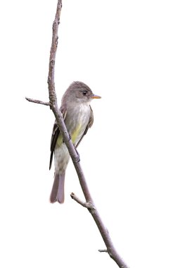 An eastern wood pewee's yellow breast feathers glow yellow while it is perched on a branch. Isolated on a white background clipart