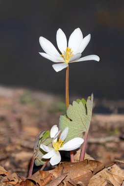 A bloodroot flowers bloom from the leaf litter of the forest floor. Protected by its green leaves, the white petals glow like a spot light. clipart