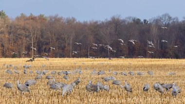 Kum tepesi turnaları süzülür ve yakın zamanda hasat edilen bir alanda beslenir. Uçan turnalar gökyüzünü doldururken diğerleri yeni sürülmüş mısır tarlasıyla besleniyor..
