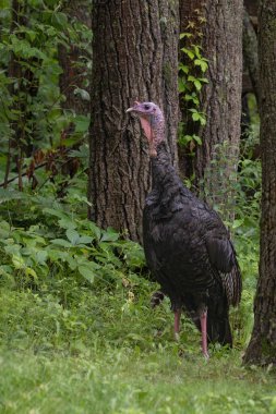 A cautious turkey stands upright on the edge of the woods. clipart