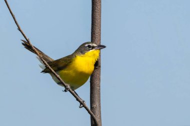 A yellow-breasted chat perched on a branch isolated with a blue sky backround. clipart