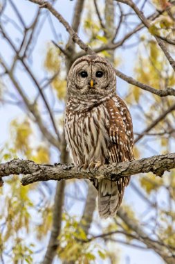 Çubuklu bir baykuş bir dala tünemiş kameraya bakıyor. Baykuş, açık bahar meşe yapraklarında hafifçe gizlidir..