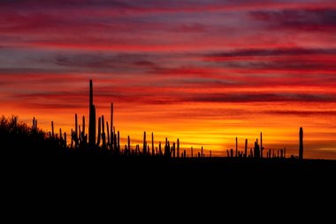 Saguaro kaktüsü, Arizona 'daki Saguaro Ulusal Parkı' nda gün batımında parlak bir gökyüzüne karşı gölgelenmiştir.