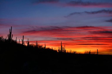 Saguaro kaktüsü, Arizona 'daki Saguaro Ulusal Parkı' nda gün batımında parlak bir gökyüzüne karşı gölgelenmiştir.