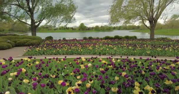 Purple Yellow Tulips Background Lake Botanical Gardens — Stock Video
