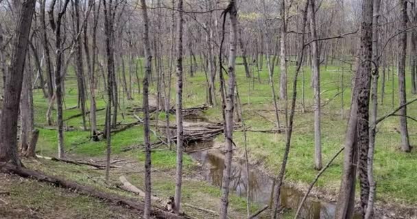 早春的时候 郊区森林保护区里的镇静树上 一条小溪贯穿着整个风景 — 图库视频影像