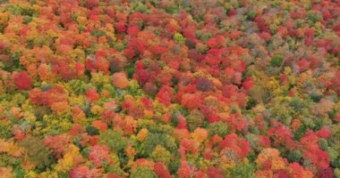 Adirondack Yorumlama Merkezi 'nin New York' un kuzeyinde sonbaharın doruk noktasında yukarıdan aşağı hava görüntüsü.