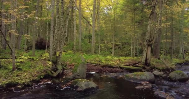 Pine Brook Afluente Rio Raquette Flui Através Uma Floresta Durante — Vídeo de Stock