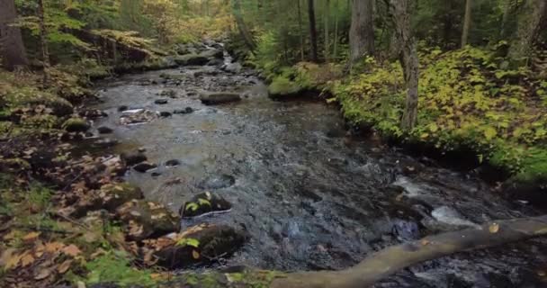 Pine Brook Biflod Till Raquette River Rinner Genom Skog Hösten — Stockvideo