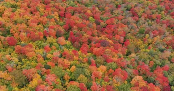 Top Luchtfoto Van Het Adirondack Interpretive Center Natuurgebied Tijdens Herfst — Stockvideo