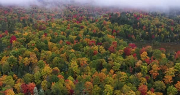 ニューヨーク州北部の秋の間に霧の日にアディロンダック通訳センターの自然エリアの空中ビュー — ストック動画