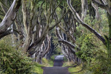Kuzey İrlanda 'nın Antrim ilçesindeki Bregagh Yolu boyunca uzanan kayın ağaçlarından oluşan Dark Hedges' de sabah. Dark Hedges, Game of Thrones dizisinde 