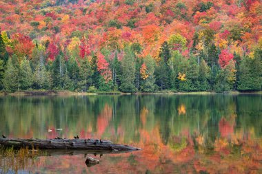 Sonbahar boyunca New York 'un kuzeyindeki Adirondack Park' taki Heart Lake 'e düşen bir kütükle sonbahar ağacı yansımaları.