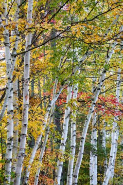 Huş ağaçları, New York 'un kuzeyindeki Adirondack Park' taki Durant Gölü yakınlarındaki bir ormanda sonbahar renklerini sergiliyor..