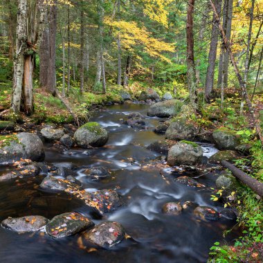 Raquette Nehri 'nin bir kolu olan Pine Brook, sonbahar boyunca New York' un kuzeyindeki Adirondack Park 'ta bir ormandan geçer..
