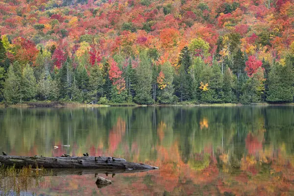 Sonbahar boyunca New York 'un kuzeyindeki Adirondack Park' taki Heart Lake 'e düşen bir kütükle sonbahar ağacı yansımaları.