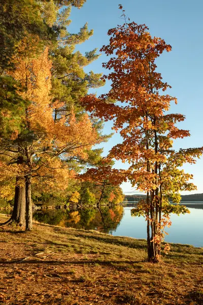 Renkli ağaçlar, New York 'un kuzeyindeki Adirondack Park' taki Eaton Gölü 'nün kıyı şeridi boyunca canlı sonbahar renklerini yansıtıyor..