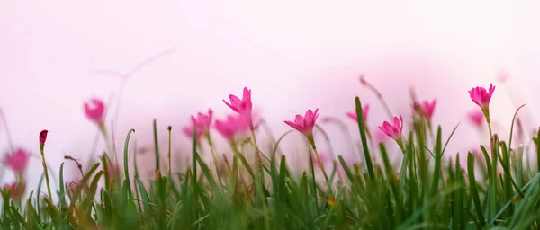 Крупним Планом Рожево Фіолетова Квітка Під Сонячним Світлом Зеленим Листом — стокове фото