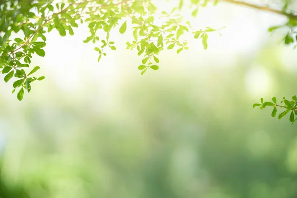 stock image Closeup of beautiful nature view green leaf on blurred greenery background in garden with copy space using as background cover page concept.