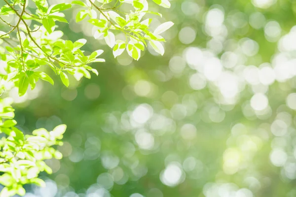 Närbild Vacker Natur Utsikt Grönt Löv Suddig Grönska Bakgrund Trädgården — Stockfoto