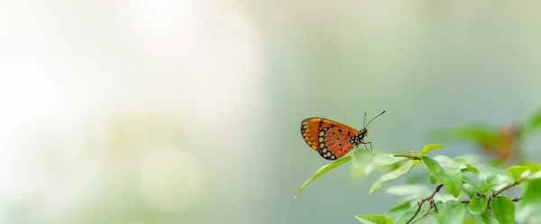 Natura Widok Piękny Pomarańczowy Motyl Zielony Liść Natura Niewyraźne Tło — Zdjęcie stockowe