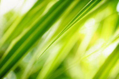 Abstract nature green blurred background nature leaf on greenery background in garden with copy space using as background wallpaper page concept.