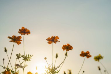 Closeup of orange Cosmos flower under sunlight at sunset with copy space using as background natural plants landscape, ecology wallpaper cover page concept.
