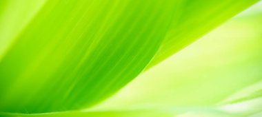 Abstract nature green blurred background nature leaf on greenery background in garden with copy space using as background wallpaper page concept.