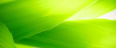 Abstract nature green blurred background nature leaf on greenery background in garden with copy space using as background wallpaper page concept.