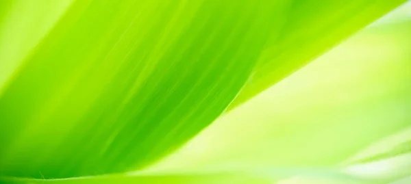 Abstract Nature Green Blurred Background Nature Leaf Greenery Background Garden — Zdjęcie stockowe