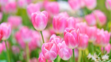 Güneş ışığı altında pembe lale çiçeğine yakın plan doğal bitki manzarası, ekoloji duvar kağıdı kapağı konsepti.