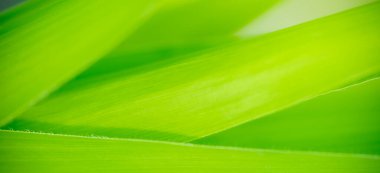 Abstract nature green blurred background nature leaf on greenery background in garden with copy space using as background wallpaper page concept.