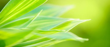 Abstract nature green blurred background nature leaf on greenery background in garden with copy space using as background wallpaper page concept.