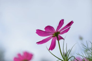 Güneş ışığı altında gökyüzü olan pembe kozmos çiçeğinin yakın plan fotokopi alanı arka plan doğal yeşil bitkiler manzara, ekoloji duvar kağıdı kapağı konsepti.